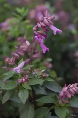 SALVIA 'Kisses and Wishes' - image 2