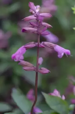 SALVIA 'Kisses and Wishes' - image 3