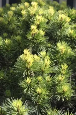 PINUS nigra 'Brepo' - image 3