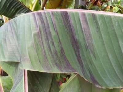 MUSA sikkimensis 'Red Tiger' - image 2