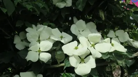 CORNUS x elwinortonii 'Venus' - image 3