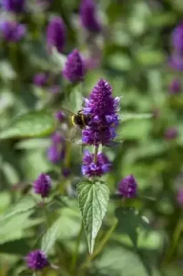 AGASTACHE rugosa 'Beelicious Purple' - image 1