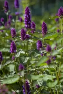 AGASTACHE rugosa 'Beelicious Purple' - image 4