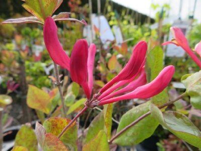 LONICERA x heckrotii 'Gold Flame' - image 1