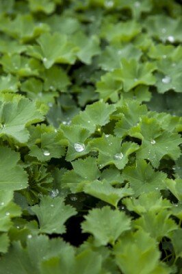 ALCHEMILLA mollis - image 4