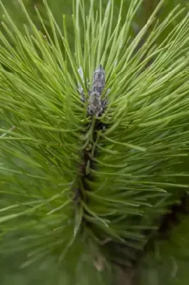 PINUS nigra nigra - image 1