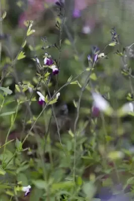 SALVIA 'Amethyst Lips' - image 2