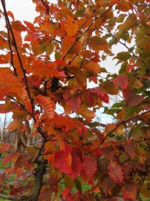 CARPINUS betulus 'Rockhampton Red' - image 2