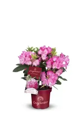 RHODODENDRON 'Germania' - image 5