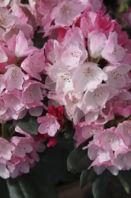 RHODODENDRON 'Fantastica' - image 2