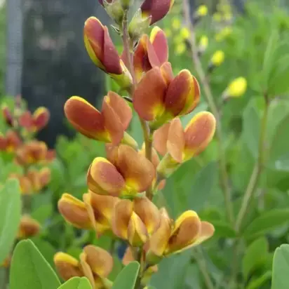 BAPTISIA 'Cherries Jubilee' - image 3