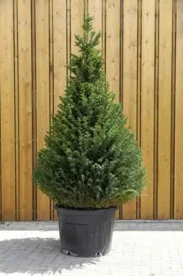 TAXUS baccata