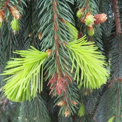 PICEA abies 'Inversa' - image 1