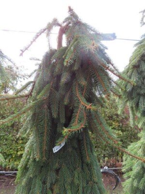 PICEA abies 'Inversa' - image 3