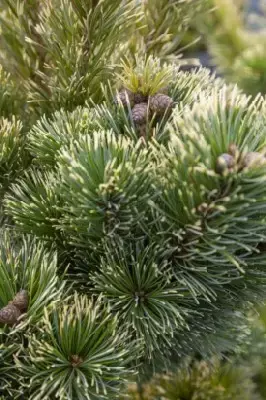 PINUS parviflora 'Goldilocks' - image 2