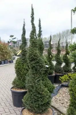 TAXUS baccata - image 2