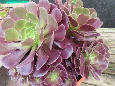 AEONIUM arboreum 'Atropurpureum' - image 2