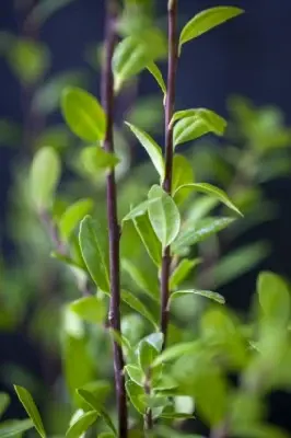 ILEX crenata 'Caroline Upright' - image 2