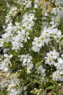 EXOCHORDA x macrantha 'The Bride' - image 3