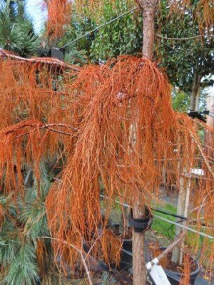 TAXODIUM distichum 'Nutans' - image 2