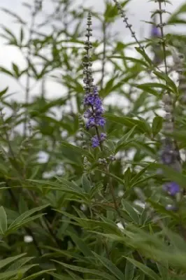 VITEX agnus-castus - image 2