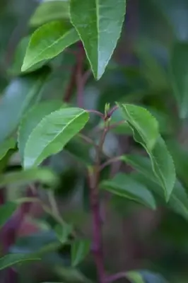 PRUNUS lusitanica 'Myrtifolia' - image 2