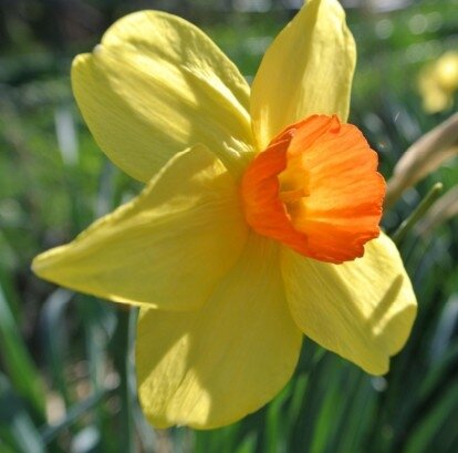 Narcissus 'Bittern' - image 2