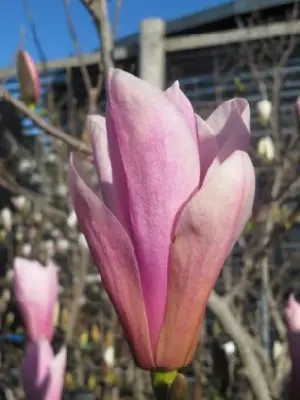 MAGNOLIA 'Heaven Scent'