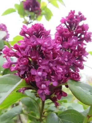 SYRINGA vulgaris 'Charles Joly' - image 3