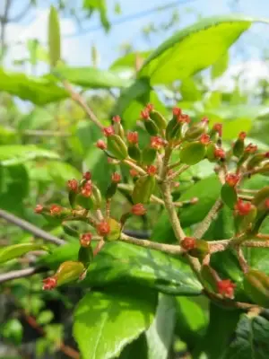 VIBURNUM x burkwoodii - image 3