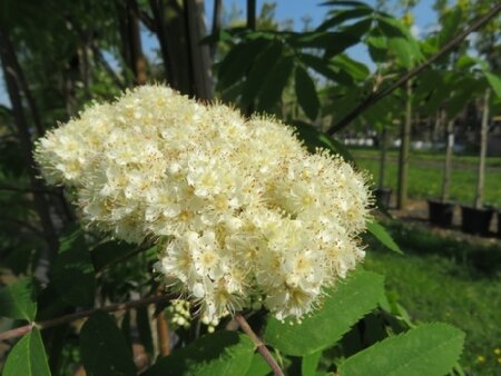 SORBUS aucuparia - image 3