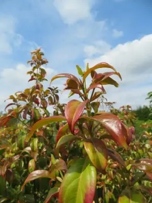 CORNUS hongkongensis - image 1