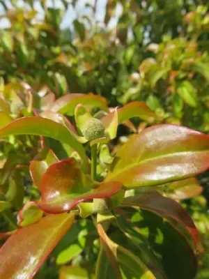 CORNUS hongkongensis - image 2