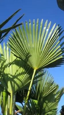 TRACHYCARPUS wagnerianus - image 2