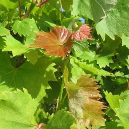 VITIS vinifera 'Katharina' (Grape) - image 1