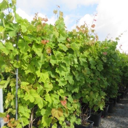 VITIS vinifera 'Katharina' (Grape) - image 2