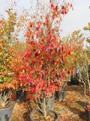 PARROTIA persica 'Burgundy' - image 2