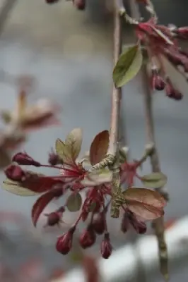 MALUS 'Royal Beauty' - image 2