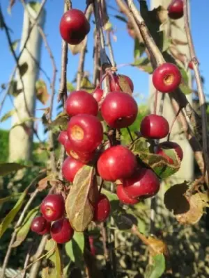 MALUS 'Royal Beauty' - image 3