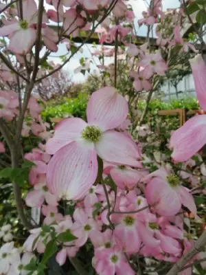 CORNUS florida 'Cherokee Chief' - image 2