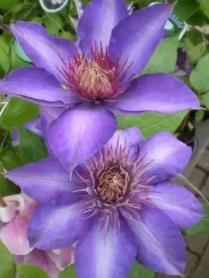 CLEMATIS 'Multi Blue' - image 2