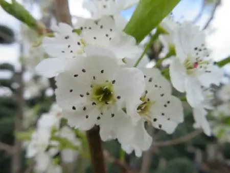 PYRUS calleryana 'Chanticleer' - image 2