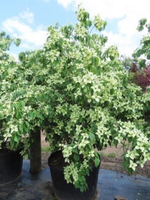 CORNUS kousa chinensis 'China Girl' - image 2