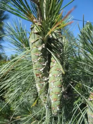 PINUS wallichiana 'Densa Hill' - image 2