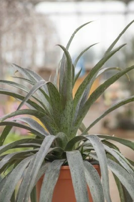 AGAVE 'Pineapple Express' - image 2