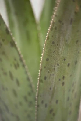 AGAVE 'Pineapple Express' - image 3