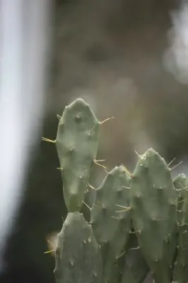 OPUNTIA lanceolata - image 2