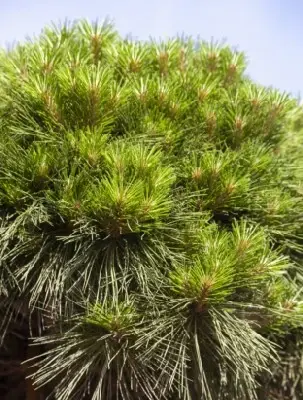 PINUS 'Breviflora' - image 2