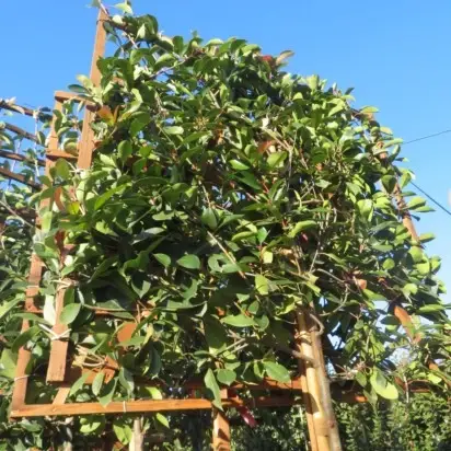 PHOTINIA x fraseri 'Red Robin' - image 2