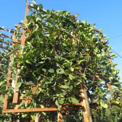 PHOTINIA x fraseri 'Red Robin' - image 2